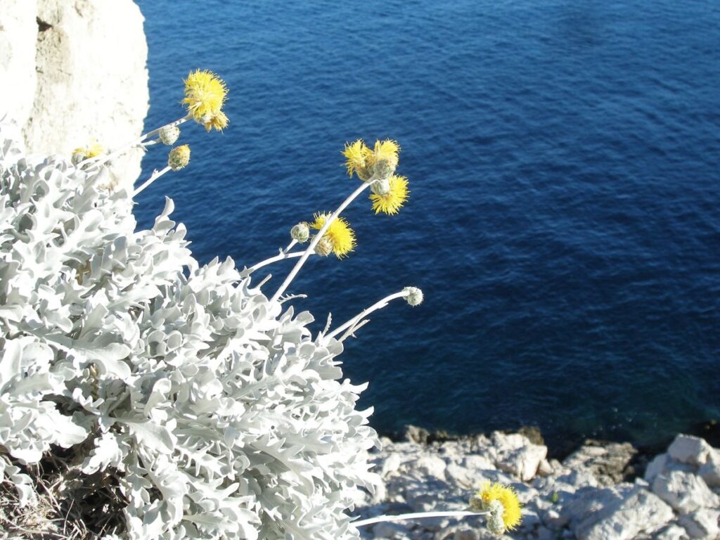Dubrovačka Zečina (Centaurea ragusina. L.) plant.