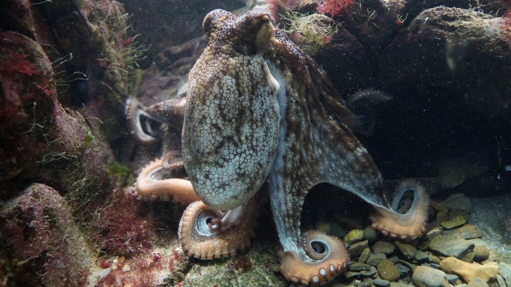 octopus, kraken, octopus vulgaris-428745.jpg
