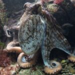 octopus, kraken, octopus vulgaris-428745.jpg