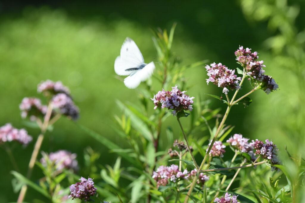 oregano, butterfly, garden-3529933.jpg