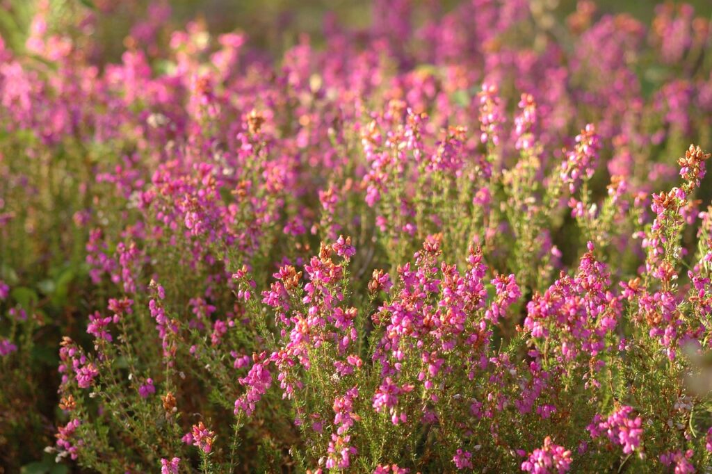 pagan, blossoms, pink-3635539.jpg