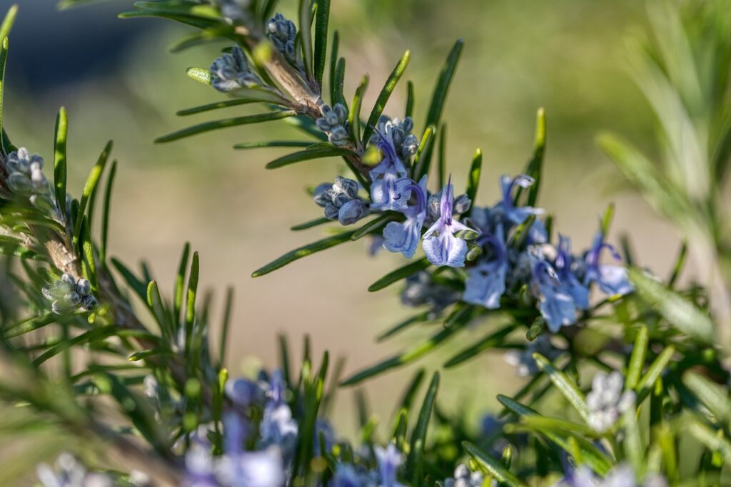 rosemary, seasoning, blossom-5011172.jpg