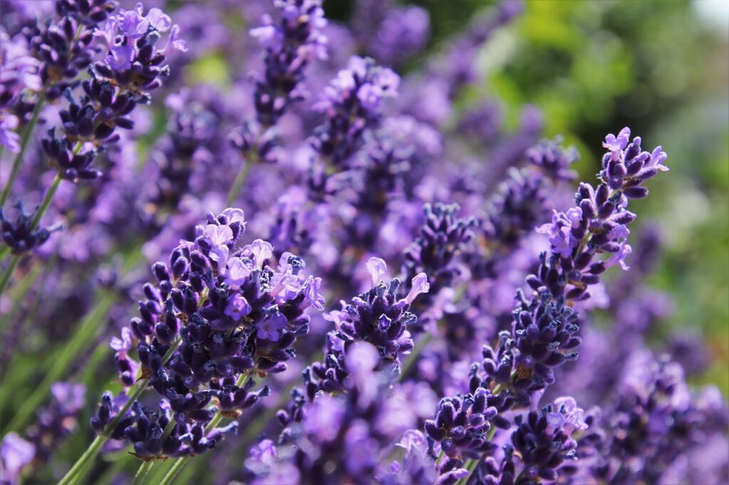 violet, flowering, lavender-4309686.jpg