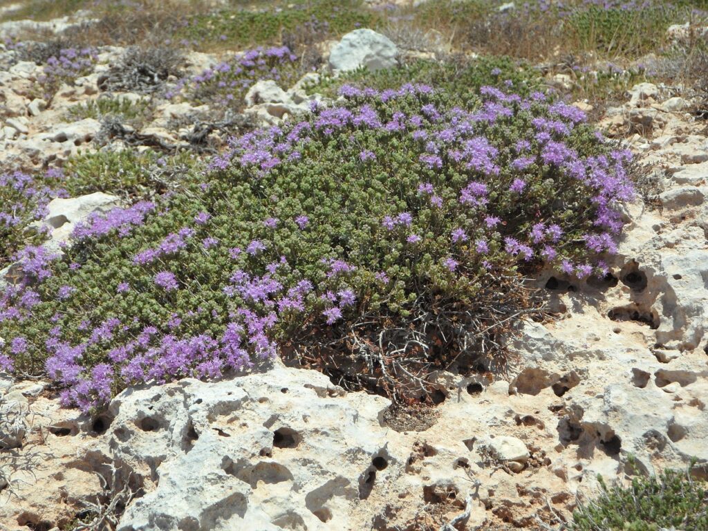 wild thyme, thyme, wild herbs-122424.jpg