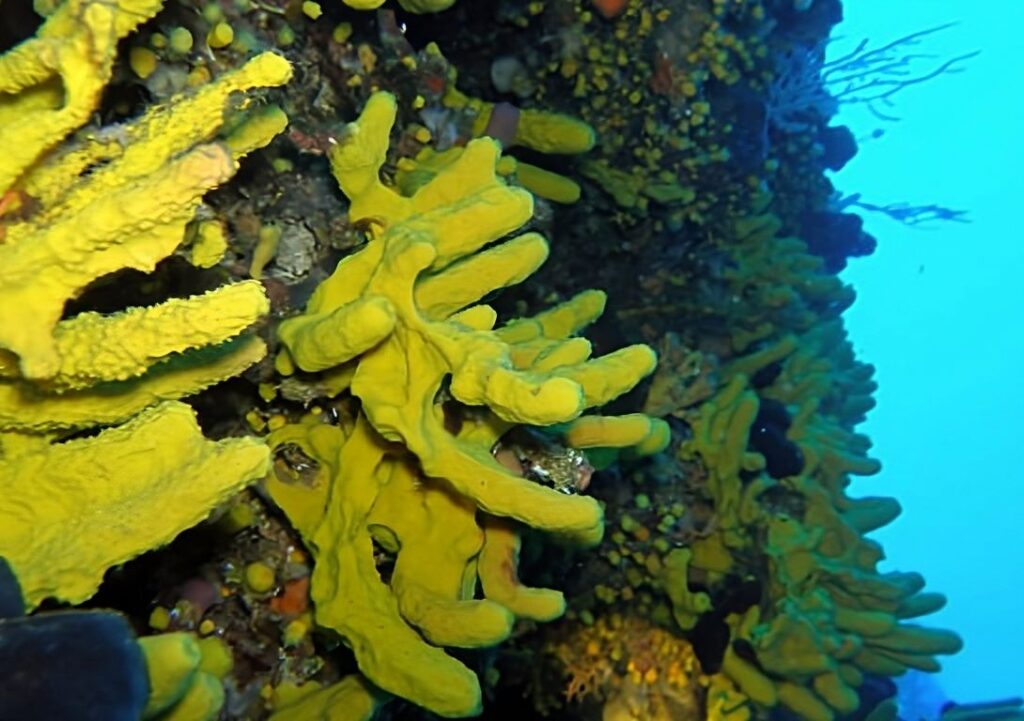 Discover Aplysina cavernicola, a unique sponge with intricate clusters, finger-like projections, and a vibrant yellow hue, enhancing the underwater world.
